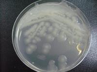 产氨短杆菌