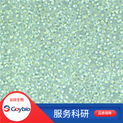 人心脏纤维原细胞
