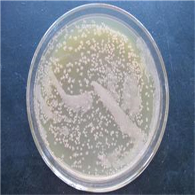 Blastomyces parvus