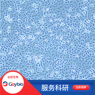 H9c2 (2-1) (大鼠心肌细胞)