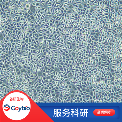 CCD-18Co (人结肠组织细胞)