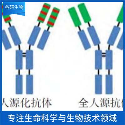 腺苷酸激酶-1抗体