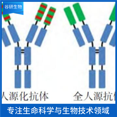γ-原肌球蛋白/原肌球蛋白3抗体