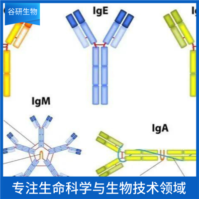 PE-Cy7标记的兔抗犬IgM抗体