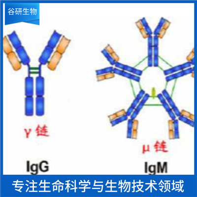 荧光素标记TGF-β抗体IgG（标记抗体）