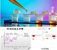 PCR试剂盒