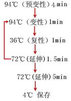 荧光探针pcr试剂盒