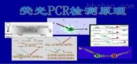 实时荧光PCR试剂盒