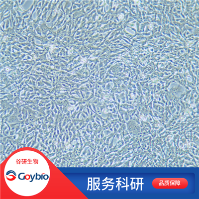 鸡卵泡基膜细胞