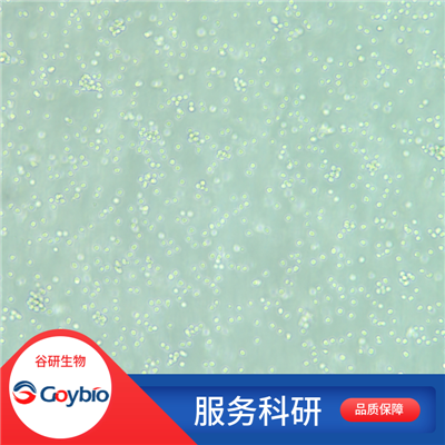 大鼠外周血淋巴细胞