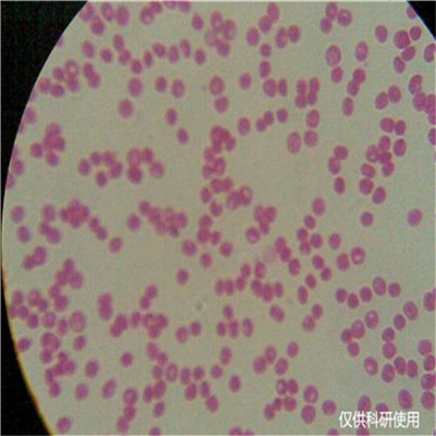 葡萄座腔菌属
