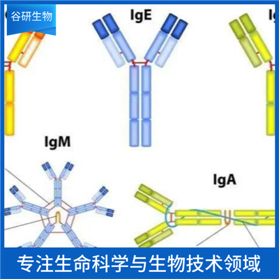 原肌球蛋白调节蛋白1抗体
