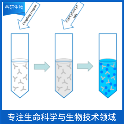 磷酸化DNA损伤关键蛋白Mre11抗体