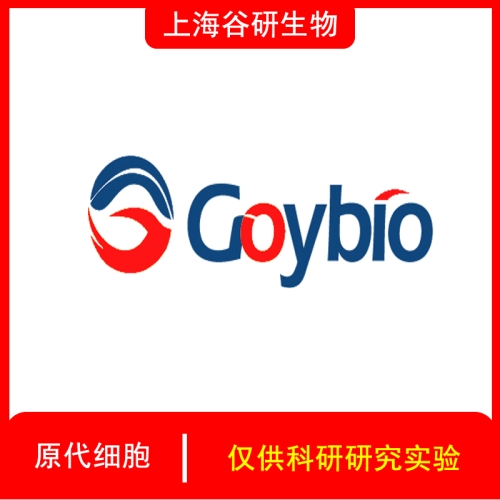 兔晶状体上皮细胞